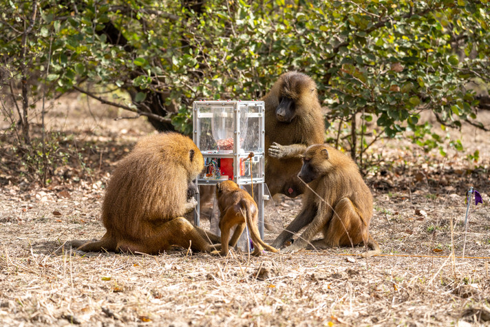 Guinea baboon at apparatus