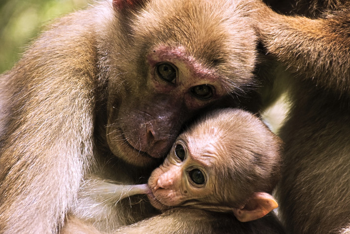 Ein Assammakaken-Weibchen (Macaca assamensis) mit einem Säugling