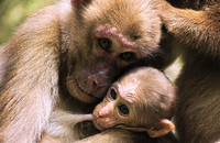 Ein Assammakaken-Weibchen (Macaca assamensis) mit einem Säugling